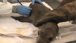 Rescue Teams Try to Save Wildlife Affected by California Oil Spill