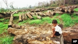 Experts say as little as 30 percent of the country’s forest cover remains, while logging continues to be a problem, file photo.