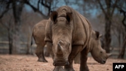 Rhinocéros en Afrique du Sud. 