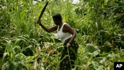 A Angolan woman cuts maize at Lombolombo neighborhood in Cabinda January 24, 2010. REUTERS/Rafael Marchante