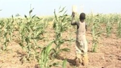 Children beat dishes to scare birds in Waza, northern Cameroon, Feb. 3, 2021. (Moki Edwin Kindzeka/VOA)