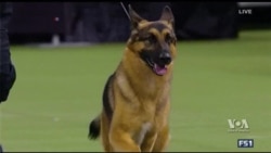 แชมป์งานประกวดสุนัข Westminster Dog Show ที่นิวยอร์ก