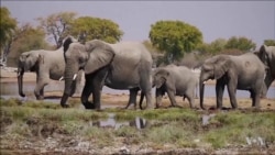 Trump Administration Puts Big-Game Trophy Hunting Decision on Hold