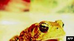 Đọc thơ như là thơ. Nhưng thơ là cái gì?