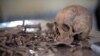 Human remains recovered from a mass grave in Somaliland are arranged for analysis by forensic investigators. (J. Patinkin/VOA)