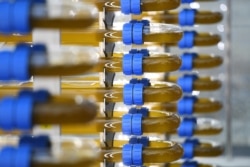 Algae grow in transparent tubes at a greenhouse run by Norwegian startup CO2Bio, which cultures the organisms using carbon dioxide piped from an adjacent oil refinery, in Mongstad, Norway, July 31, 2018.