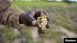 A Zimbabwean subsistence farmer holds a stunted maize cob in his field outside Harare, Jan. 20, 2016.