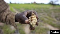 A Zimbabwean subsistence farmer holds a stunted maize cob in his field outside Harare, Jan. 20, 2016.