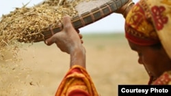 Global Crop Diversity Trust preserves and protects plant genetic material for future use. (Credit: GCDT)