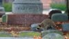 Raccoon roaming Jefferson Barracks National Cemetery, St. Louis County, Missouri. (Jason Matthews, Creative Commons)
