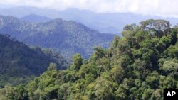 Forêt tropicale au cœur du Sarawak au-dessus du niveau de la mer à 2500 pieds, le jeudi 13 décembre 2007. (Photo AP / Vincent Thian)