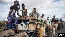 Les éleveurs peuls porte des agneaux dans leurs charrettes alors qu'ils se déplacent vers le nord à Barkedji, le 21 juillet 2020.