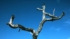 Climate Change Blamed for Dying African Trees