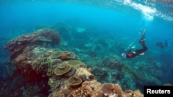 Peter Gash (kiri), pemilik dan manajer Lady Elliot Island Eco Resort, memeriksa kondisi terumbu di sebuah area yang disebut 'Taman Karang" di Pulau Lady Elliot an 80 kilometer timur laut dari kota Bundaberg di Queensland, Australia, 11 Juni 2015. (REUTERS/David Gray)