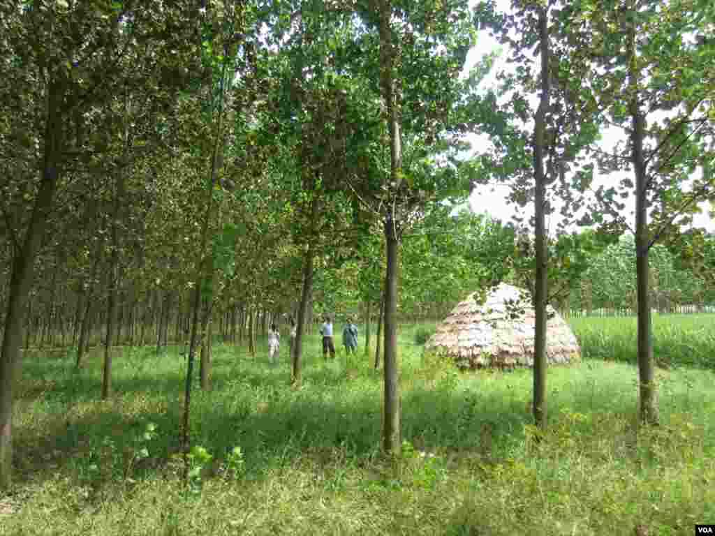 Poplar trees planted on farm near the town of Indri in India&#39;s Haryana state. (Aru Pande/VOA) 