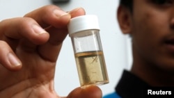 Tim kesehatan memperlihatkan tabung berisi larva nyamuk yang mereka kumpulkan selama inspeksi Zika di Singapura, 5 September 2016 (Foto: dok).