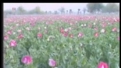 Afg'onistonda afyun yetishtirish hajmi oshgan