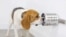 This dog is training to identify the scent associated with COVID-19 in canisters at BioScent in Myakka City, Florida. (Courtesy of BioScent)
