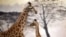 French zoo welcomes second baby giraffe in a year