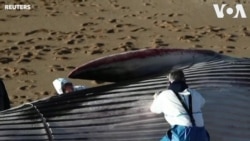 Emaciated Fin Whales Wash Up Dead on French Shores