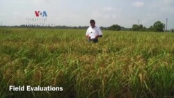 Susah Nggak Ya: Diaspora Indonesia di AS Temukan Beras Protein Tinggi