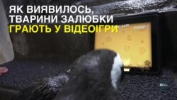У кількох американських зоопарках науковці пропонують тваринам грати у відеоігри. Відео