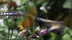 Scientists Fear Non-Pest Insects are Declining