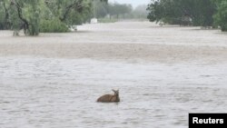A wallaby passes through floodwaters in Fitzroy Crossing, Australia Jan. 3, 2023 in this picture obtained from social media. Callum Lamond/via REUTERS