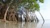 Conservationists say Cameroon is losing about 2,500 hectares of mangrove forests each year. (Cameroon Mangrove Network)