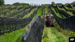 A tractor works at Kullabergs Vingård, in Nyhamnsläge, Sweden, Tuesday, July 25, 2023.
(AP Photo/Pavel Golovkin)