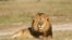 FILE - In this undated photo provided by the Wildlife Conservation Research Unit, Cecil the lion rests in Hwange National Park, in Hwange, Zimbabwe.