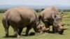 Scientists Step Closer to Saving Northern White Rhino