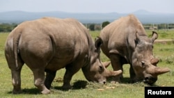 Najin, right, and her daughter Fatou, the last two northern white rhino females, graze near their enclosure at the Olpejeta Conservancy in Laikipia National Park, Kenya, March 31, 2018.