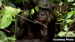 The endangered bonobo is the only primate, other than humans, which engages in sex for reasons other than procreation.(Courtesy "The Bonobo Connection") 