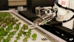 In this Thursday, Sept. 27, 2018, photo a robotic arm lifts plants being grown at Iron Ox, a robotic indoor farm, in San Carlos, Calif. (AP Photo/Eric Risberg)