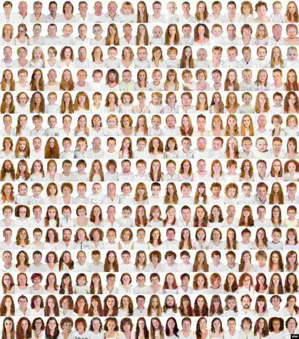 The 500 gingers photographed by Pokroy on a panel that&rsquo;s part of the &quot;I collect gingers&quot; exhibition (A. Pokroy) 