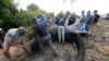 Un éléphant, abattu par une fléchette par des barconniers à Lilongwe, est mesuré par African Parks, qui gère trois réserves malawiennes le mardi 12 juillet 2016 photo, (AP Photo / Tsvangirayi Mukwazhi)