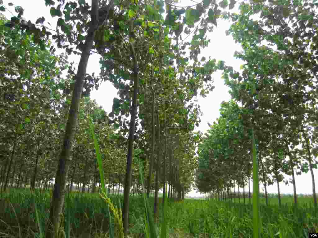 Poplar trees planted among rice plants at a farm near the town of Indri in India&#39;s Haryana state. (Aru Pande/VOA) 