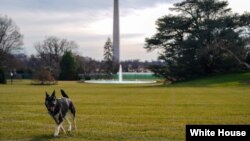Major, one of the family dogs of U.S. President Joe Biden and First Lady Jill Biden, explores the South Lawn after on his arrival from Delaware at the White House in Washington, U.S. January 24, 2021. (Adam Schultz/White House/Handout via REUTERS)