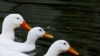 FILE - Ducks float on a stream in Sungnam, south of Seoul.