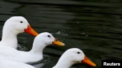 FILE - Ducks float on a stream in Sungnam, south of Seoul.