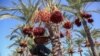 A Palestinian farmer picks dates from a palm tree during harvest in Deir al-Balah in the central Gaza Strip.