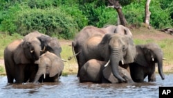 FILE - In this March 3, 2013, photo, elephants drink water in the Chobe National Park in Botswana.