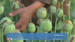 یک موضوع چند زاویه: محو کشت کوکنار و فراهم کردن بدیل معیشت برای دهقانان