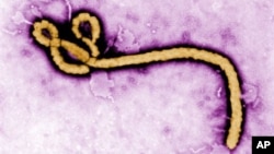 This undated colorized transmission electron micrograph image made available by the CDC shows an Ebola virus virion. (Frederick Murphy/CDC via AP)