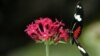 A Heliconius Charitonius is seen in the butterfly exhibit at the National Biodiversity Park near Heredia, Costa Rica (File Photo)
