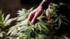 Uruguay Set to Legalize Marijuana Trade