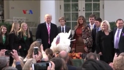 Tradisi Pengampunan Kalkun Jelang Thanksgiving