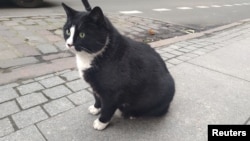 Gacek the cat sits on the pavement, in Szczecin