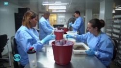 Infecter des moustiques pour empêcher la transmission des maladies virales?